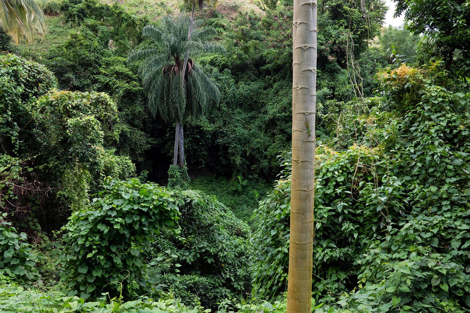 A steep forested ravine with royal palms rising from the canopy