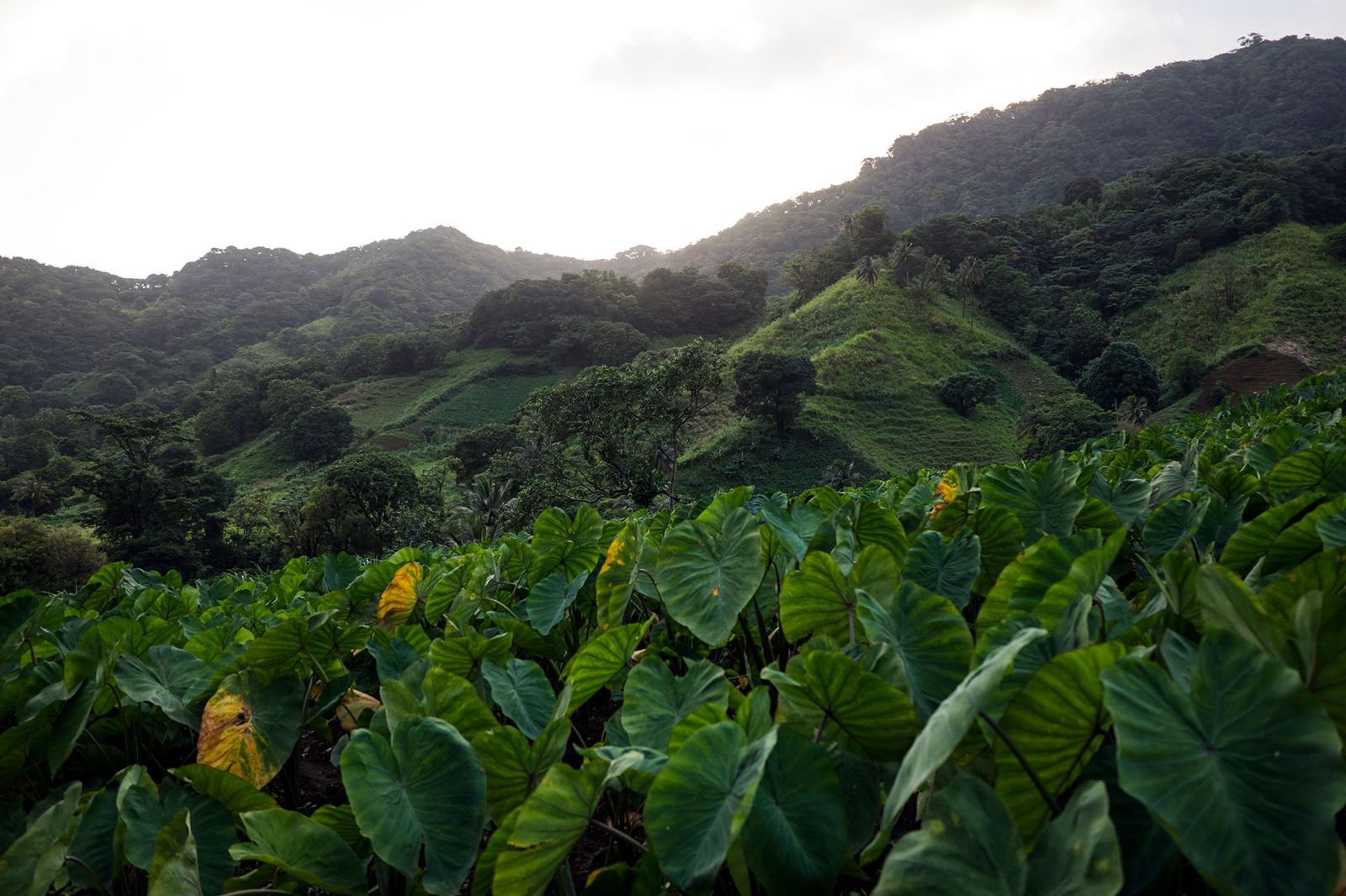 Terraced dasheen field below the green hills at dusk